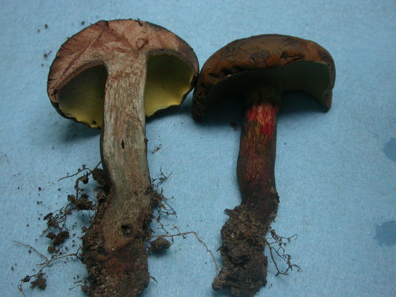 海南鹦哥岭发现牛肝菌新种 具有奇妙变色现象