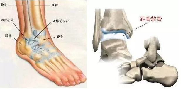 性能比较差,如果你过早把脚踝露出来的话,有可能导致脚踝的踝关节疼痛