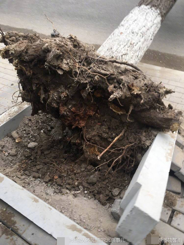 9级大风突袭北京!树被连根拔起砸瘪出租车