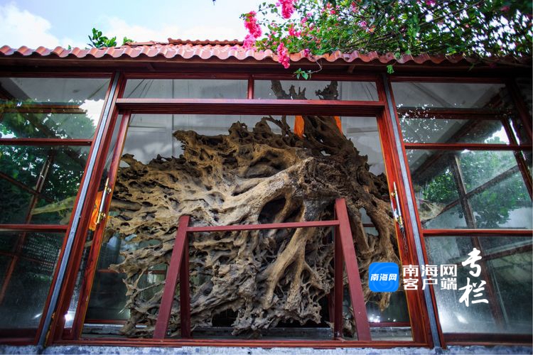 一般成材需1700年,而这棵红绸木有70-80公分,也算是万年古木了!