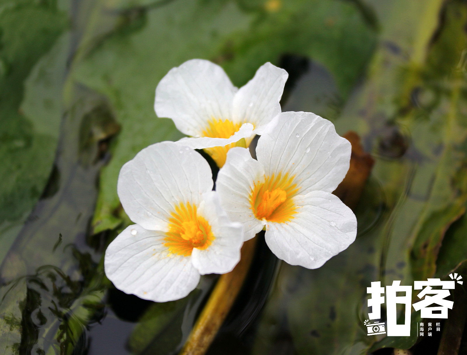 拍客| 海南湿地精灵水菜花