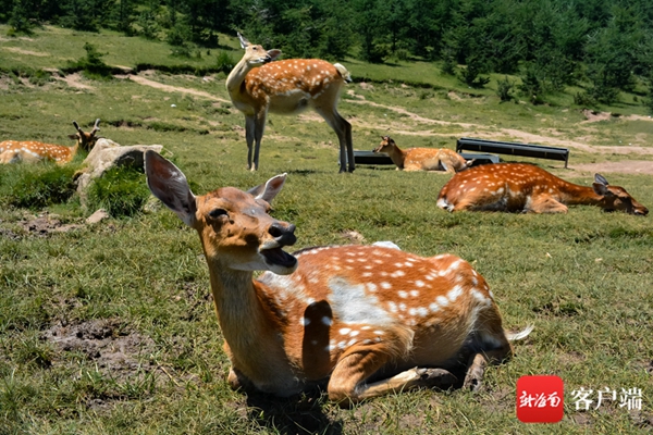 拍客有鹿出没甘肃元古堆村随手一拍都是大片