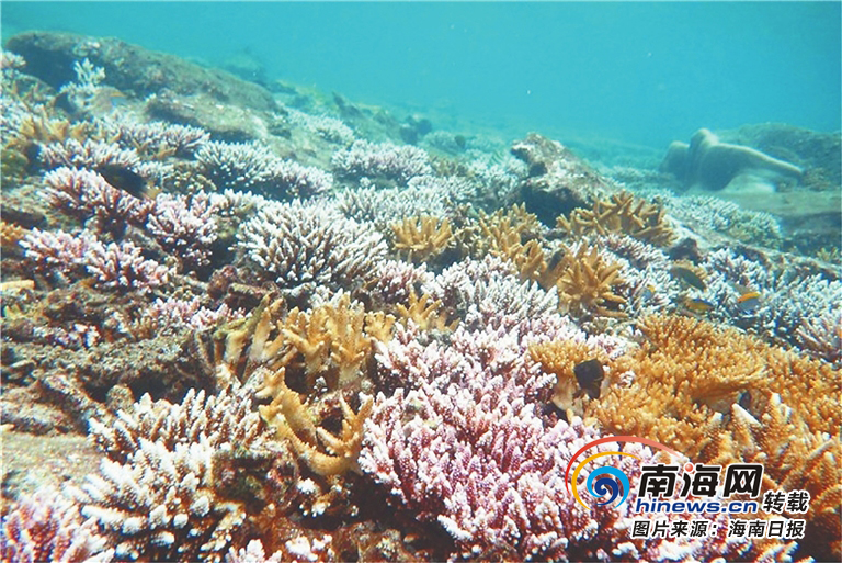 红珊瑚20年才生长1寸- 南海网客户端
