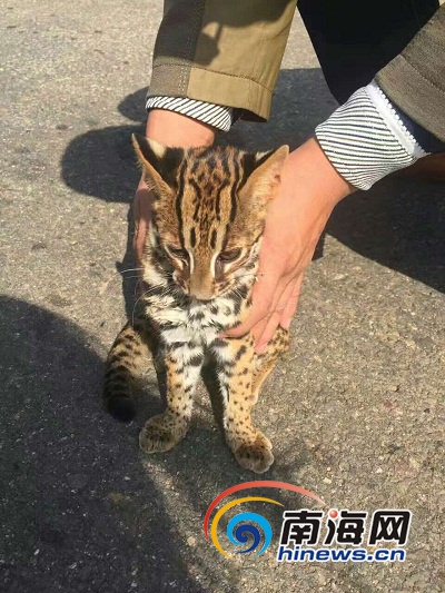 心痛!海南昌江惊现罕见野生动物豹猫 遗憾:因病重死亡