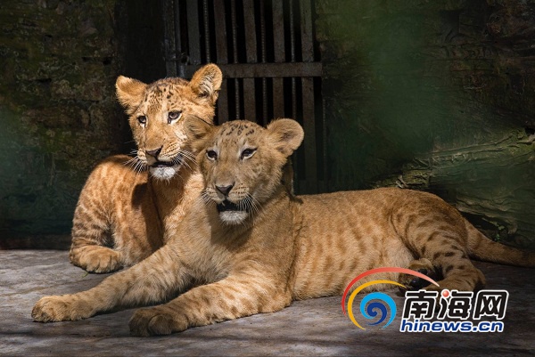 奇迹!海南成功繁育两只狮虎狮兽