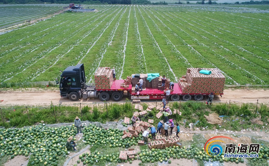 文昌龙楼镇西瓜喜获丰收 7000亩西瓜产值近7000万元 - 海南动态