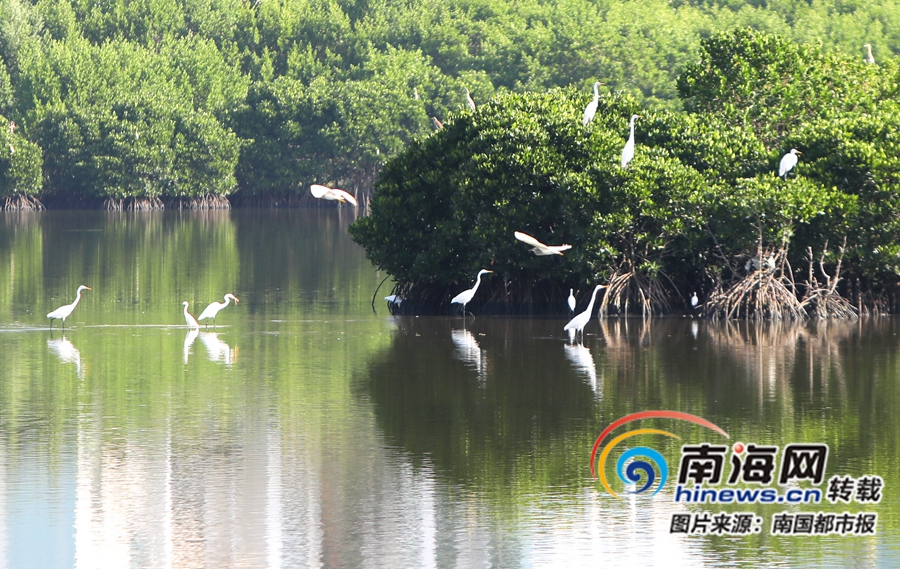 美翻了!海南大学东坡湖上百白鹭出巢