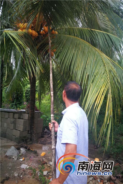 三棵树·椰子篇 | 种椰子能发家 n种方法挨过投入期