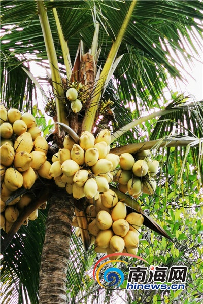 海南省传统的高种椰子进入丰产期后,平均挂果四十多个,而椰子所&