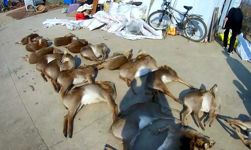 接连捕杀23只国家二级保护动物河麂,两男子被捕