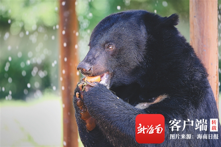 海南周刊|降温喷雾,投喂西瓜…… 海南热带野生动植物园上百种动物