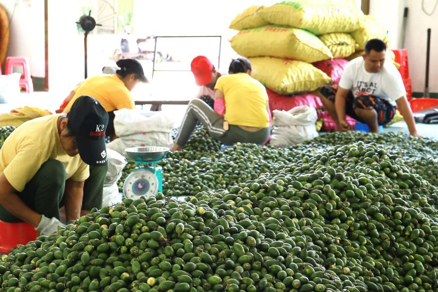 槟榔生果收购点选果和装包现场