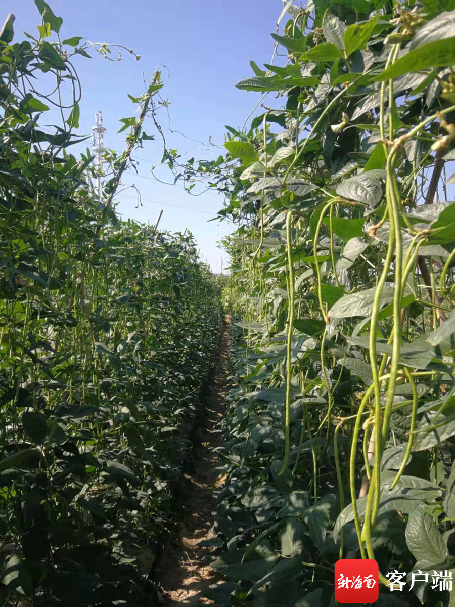 土壤专家攻克连作障碍 三亚豇豆试验田喜获丰收