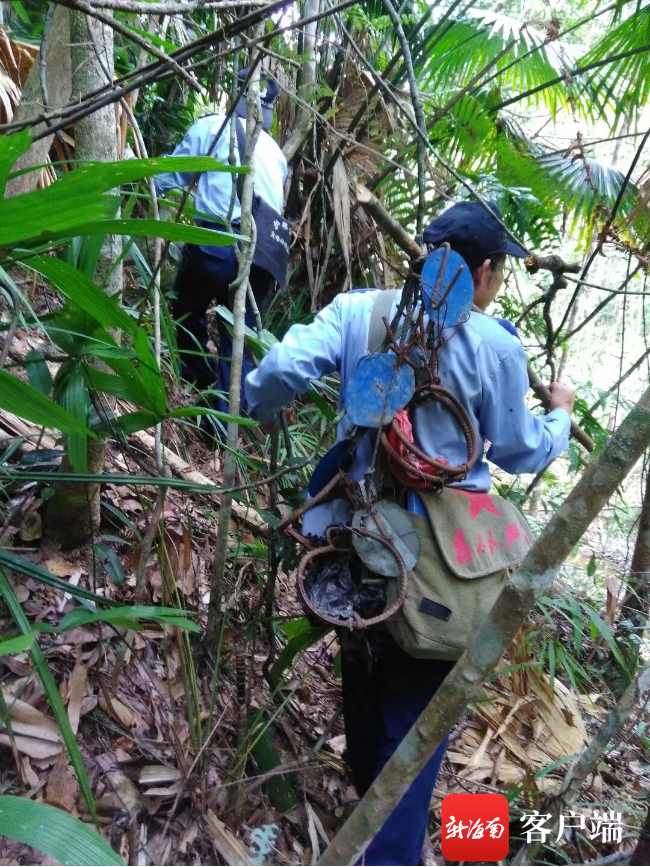 在山上,护林员们很忙碌,捣毁盗采沉香者的窝棚与生活用品;清除收缴盗